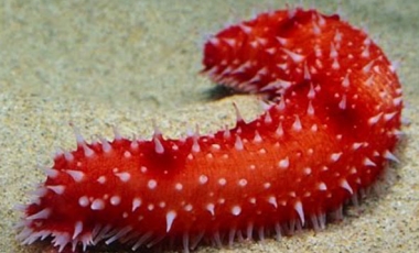 Interesting Sea cucumber Facts